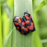 Cercopis vulnerata Rossi, 1807 - Cercope sanguin