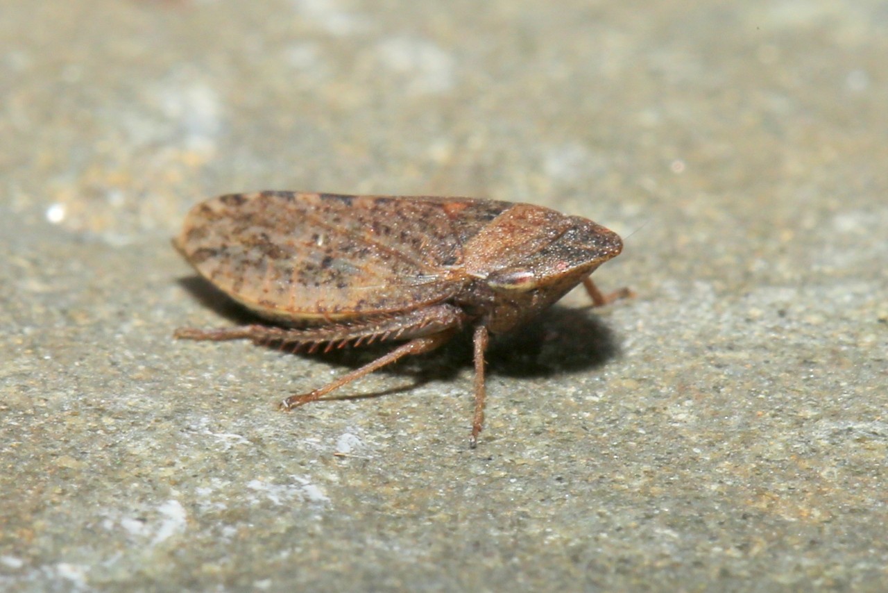 Aphrodes bicinctus (Schrank, 1776) (femelle) 