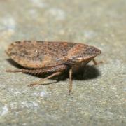 Aphrodes bicinctus (Schrank, 1776) (femelle) 