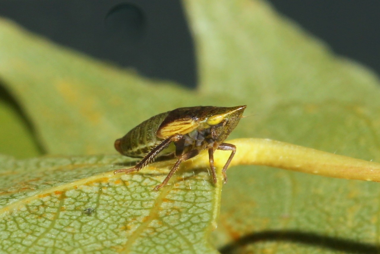 Aphrodes bicinctus / makarovi (larve)