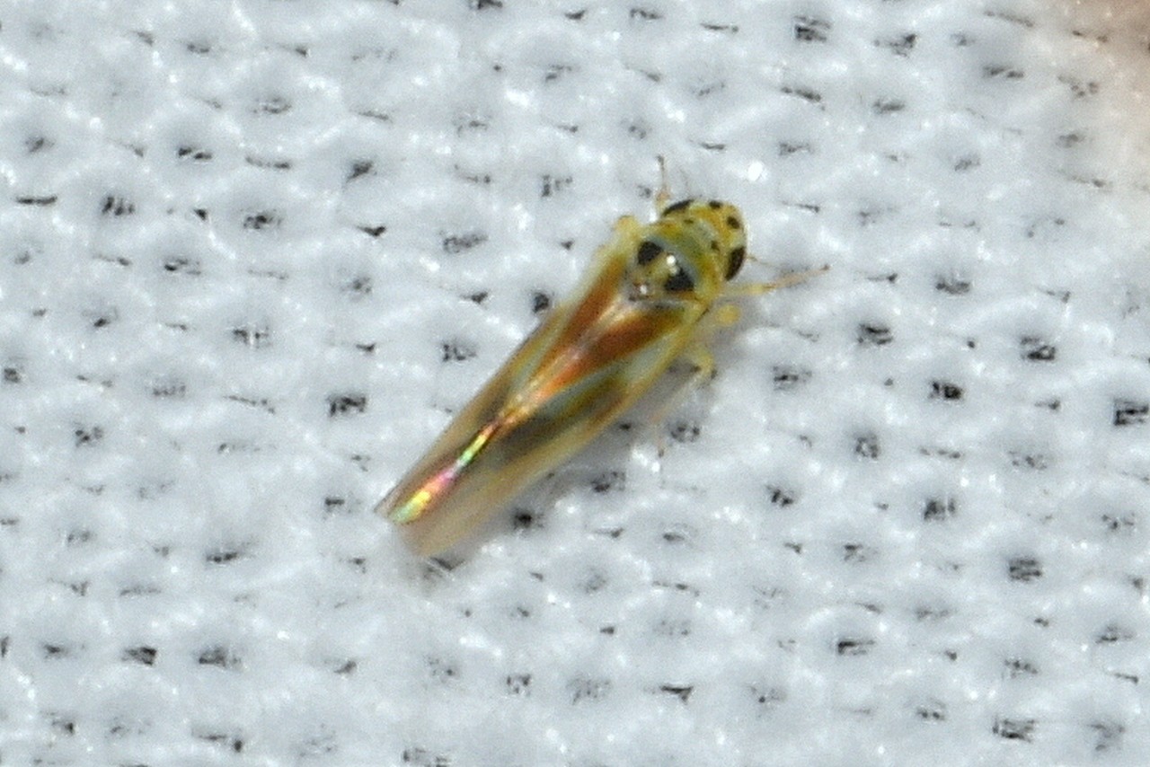 Arboridia sp 