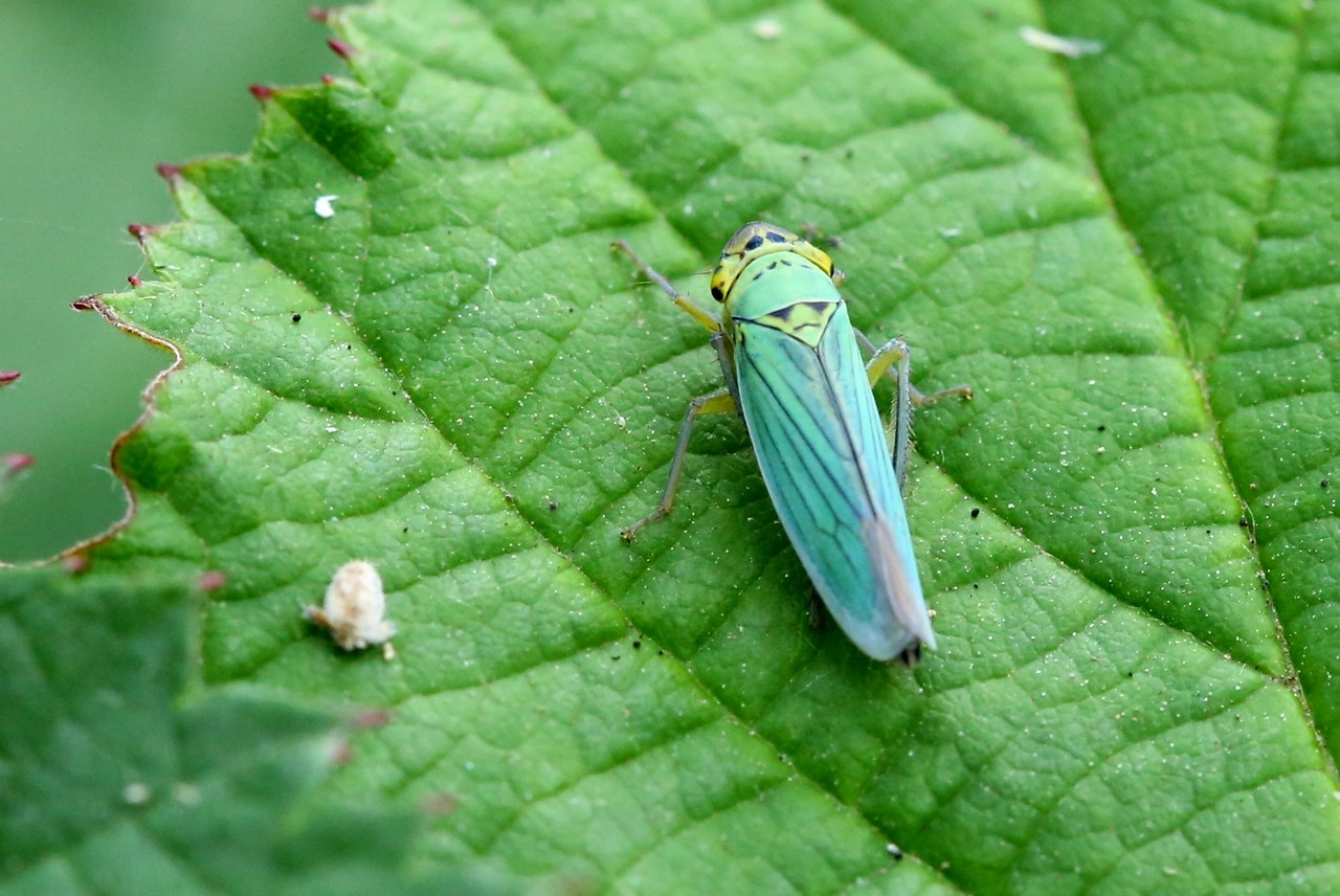 Cicadella viridis (Linnaeus, 1758) - Cicadelle verte (femelle)