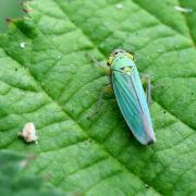 Cicadella viridis (Linnaeus, 1758) - Cicadelle verte (femelle)