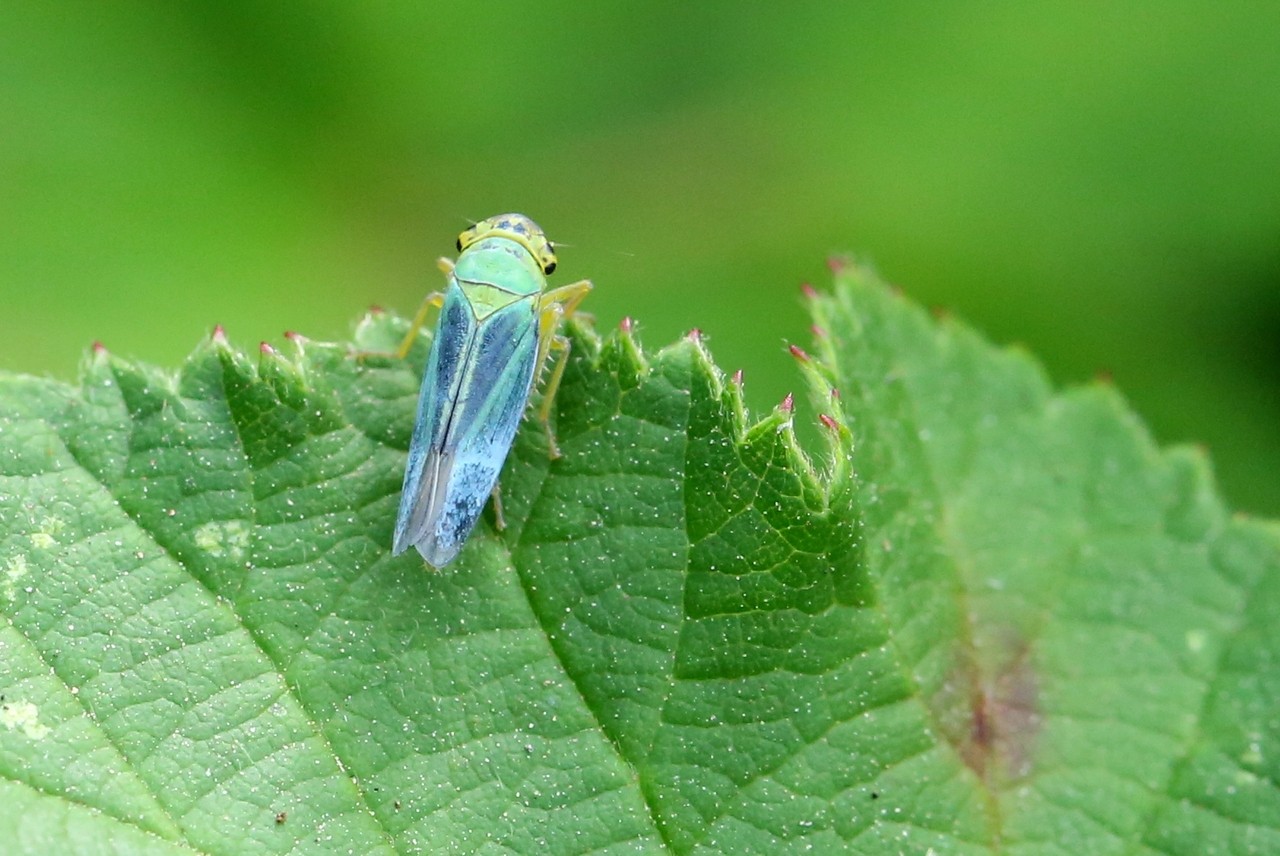 Cicadella viridis (Linnaeus, 1758) - Cicadelle verte (mâle)