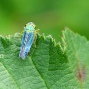 Cicadella viridis (Linnaeus, 1758) - Cicadelle verte (mâle)