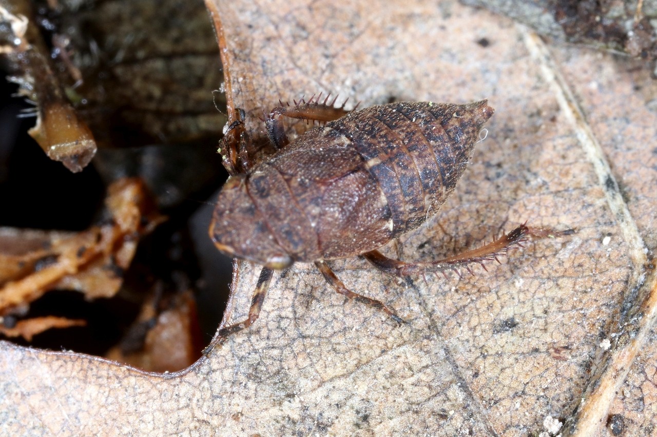 Errhomenus brachypterus Fieber, 1866