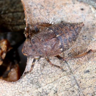 Errhomenus brachypterus Fieber, 1866