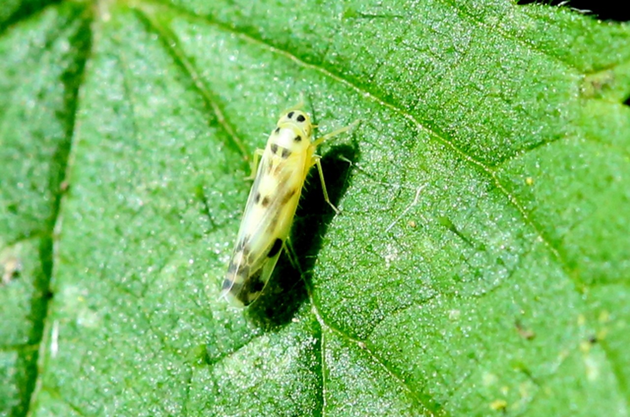 Eupteryx atropunctata (Goeze, 1778)