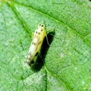 Eupteryx atropunctata (Goeze, 1778)