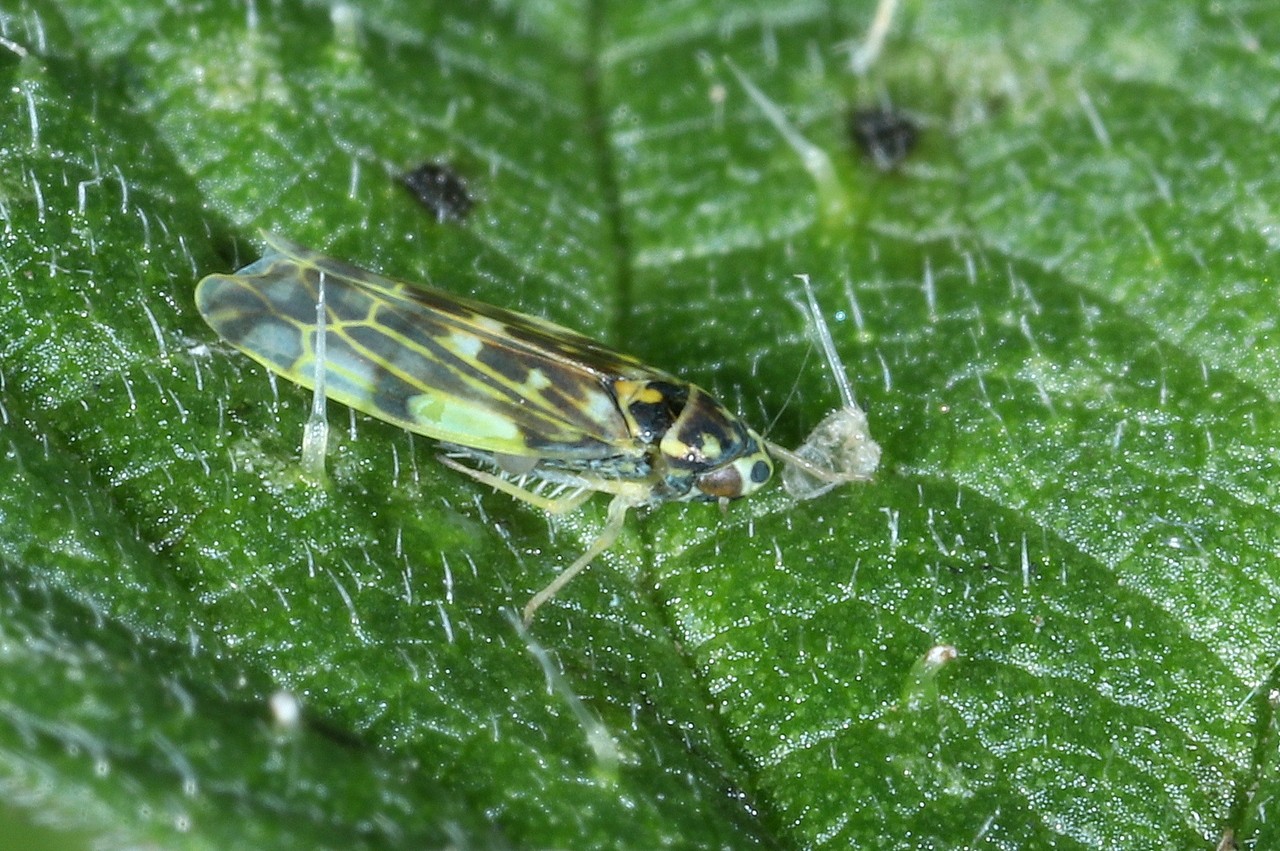 Eupteryx urticae (Fabricius, 1803) - Cicadelle de l'Ortie