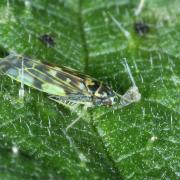 Eupteryx urticae (Fabricius, 1803) - Cicadelle de l'Ortie