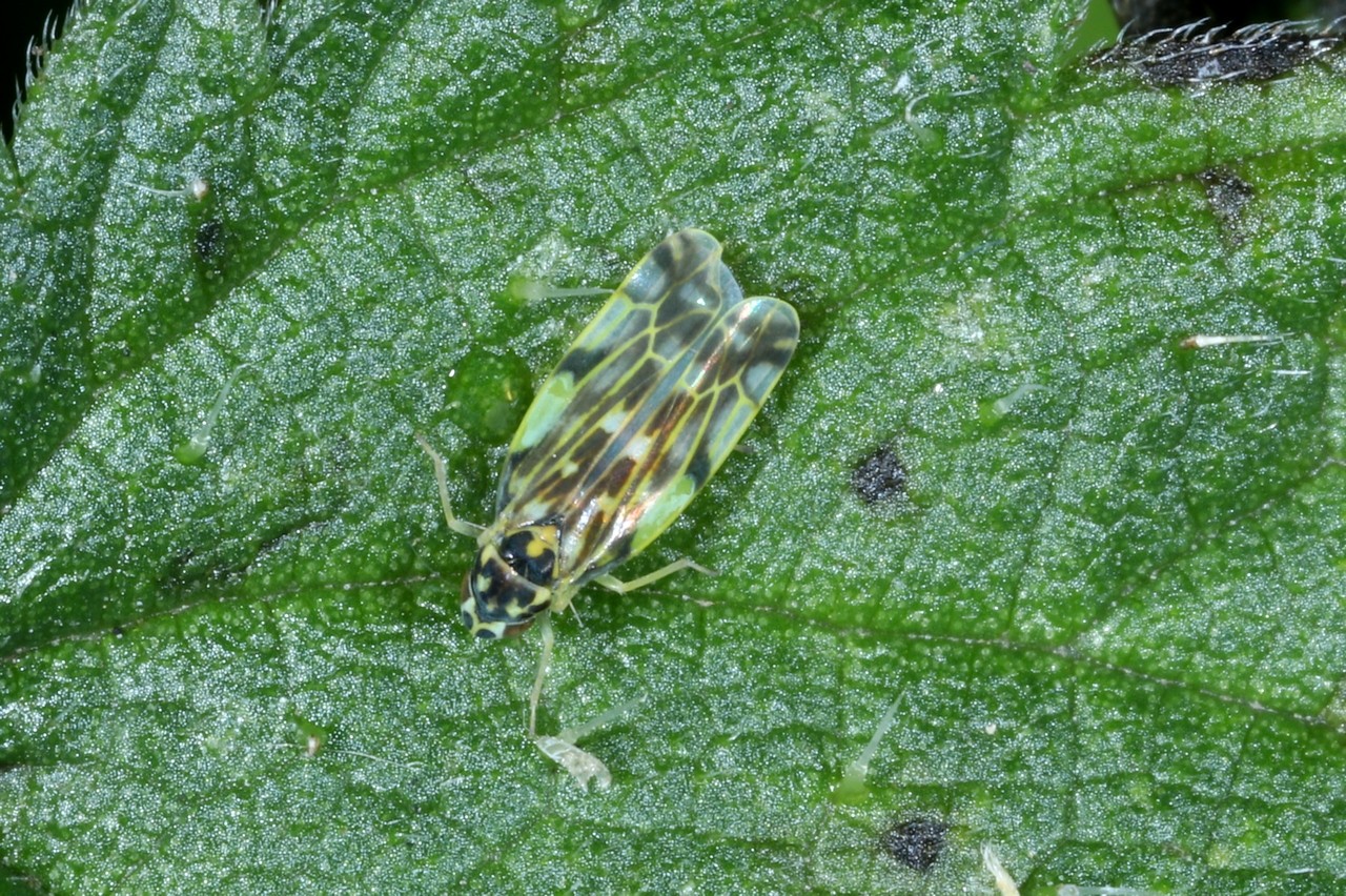 Eupteryx urticae (Fabricius, 1803) - Cicadelle de l'Ortie