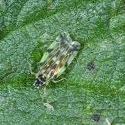 Eupteryx urticae (Fabricius, 1803) - Cicadelle de l'Ortie