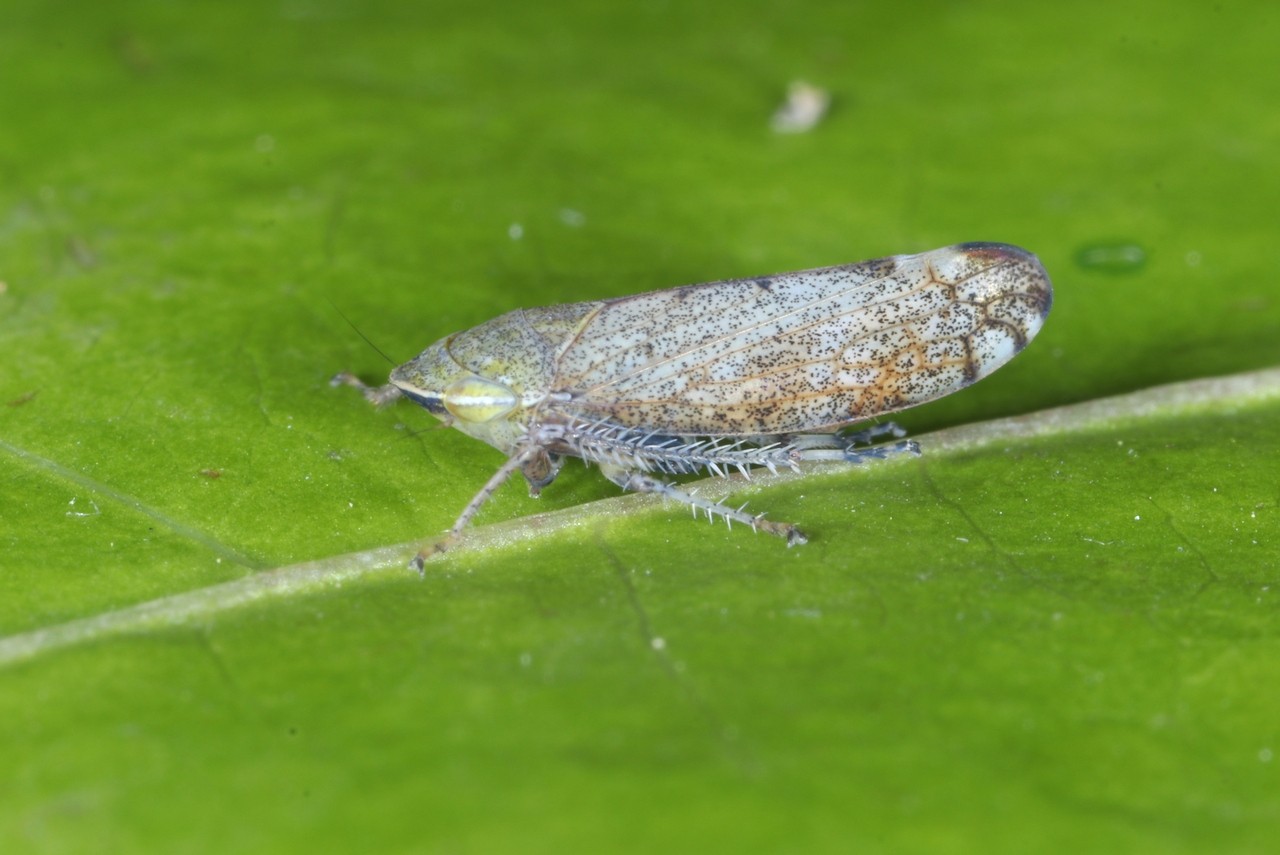 Fieberiella florii (Stal, 1864)