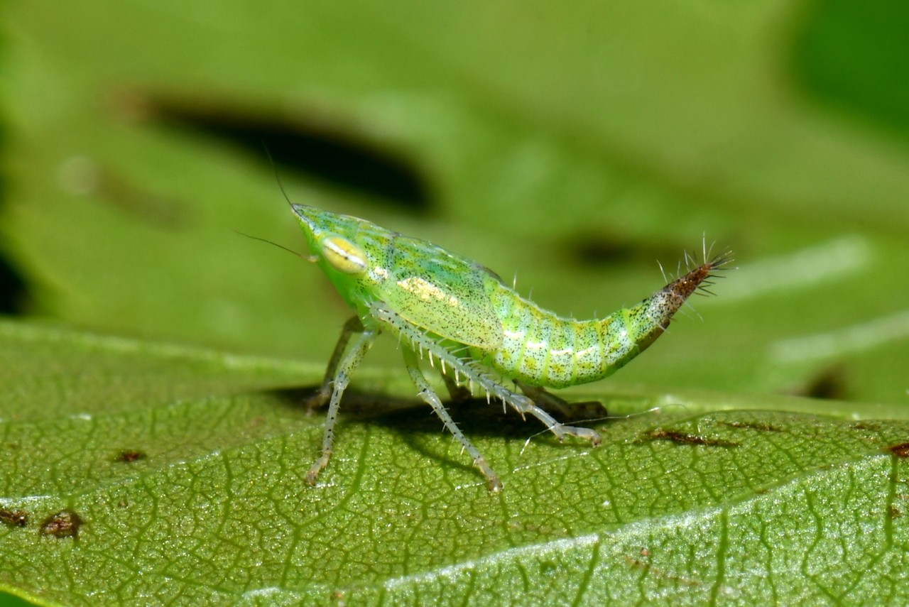 Fieberiella florii (Stal, 1864) (juvénile)