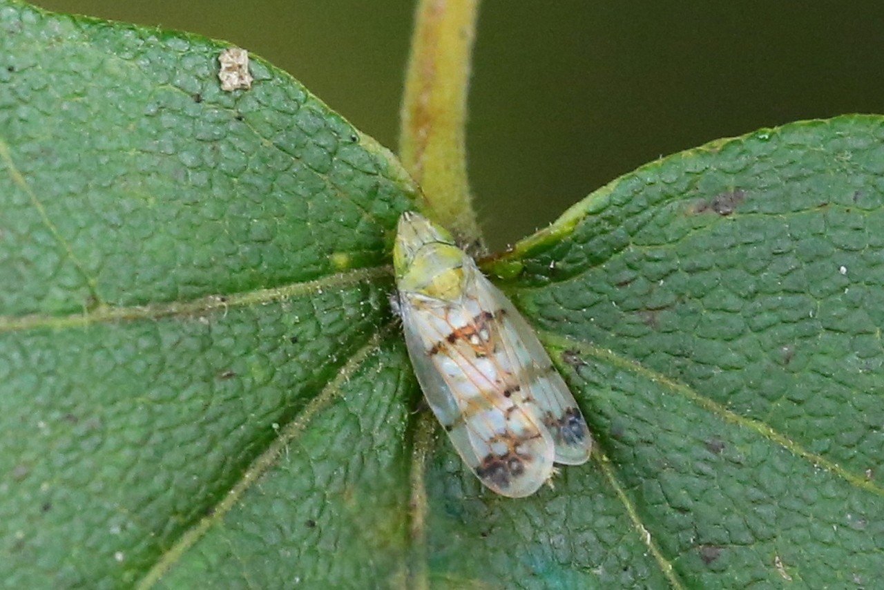 Japananus hyalinus (Osborn, 1900) (femelle)