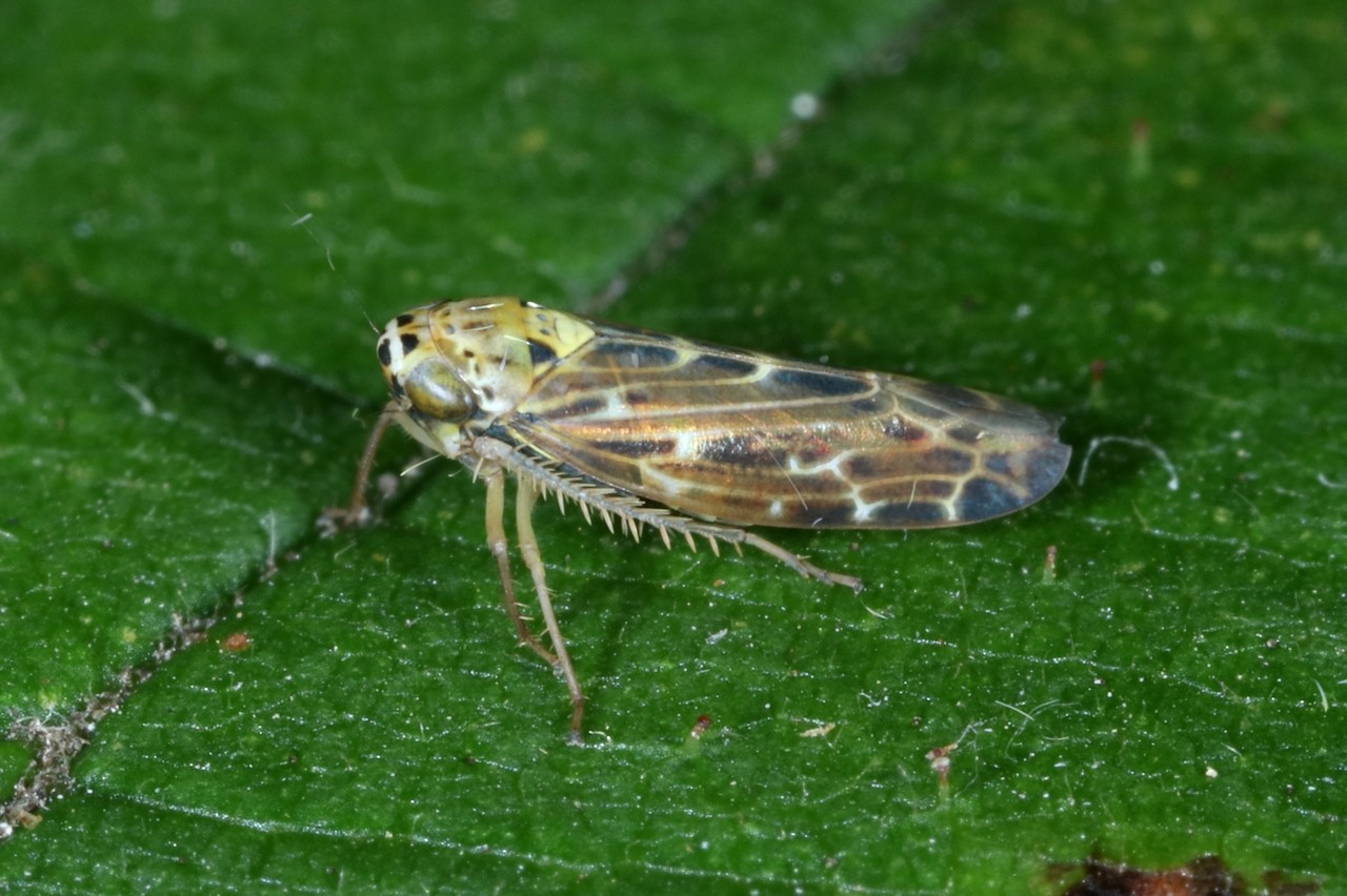 Lamprotettix nitidulus (Fabricius, 1787)