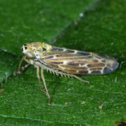 Lamprotettix nitidulus (Fabricius, 1787)