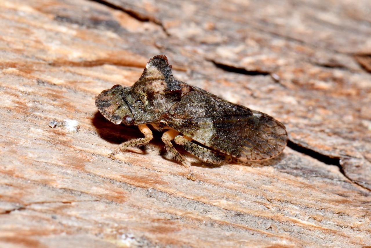 Ledra aurita (Linnaeus, 1758) - Grand Diable