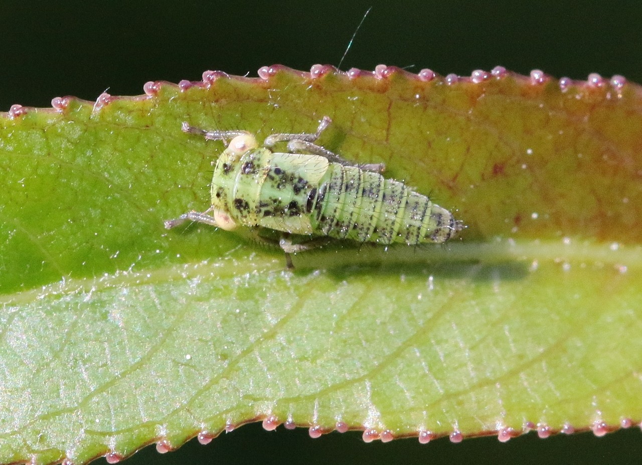 Macropsis albae Wagner, 1950 (larve stade V)