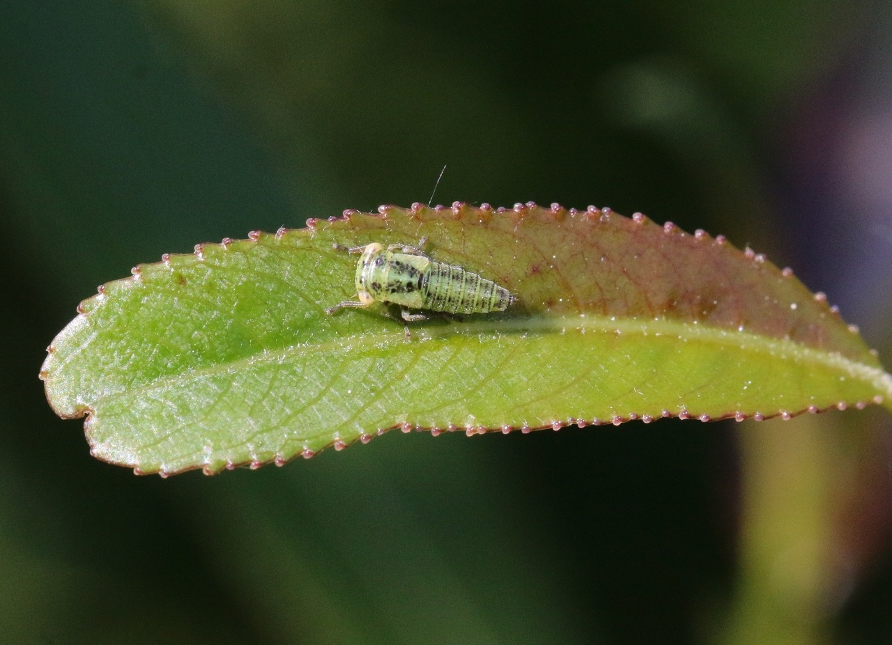 Macropsis albae Wagner, 1950 (larve stade V)