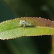 Macropsis albae Wagner, 1950 (larve stade V)