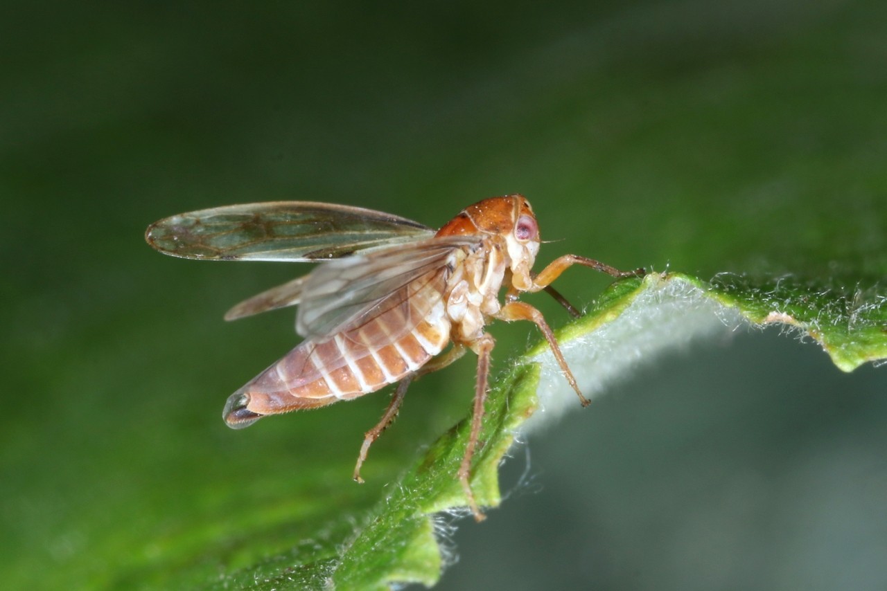 Oncopsis alni (Schranck, 1801) - Cicadelle de l'Aulne (femelle)