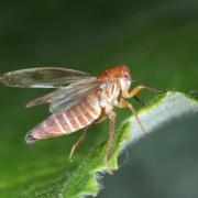 Oncopsis alni (Schranck, 1801) - Cicadelle de l'Aulne (femelle)