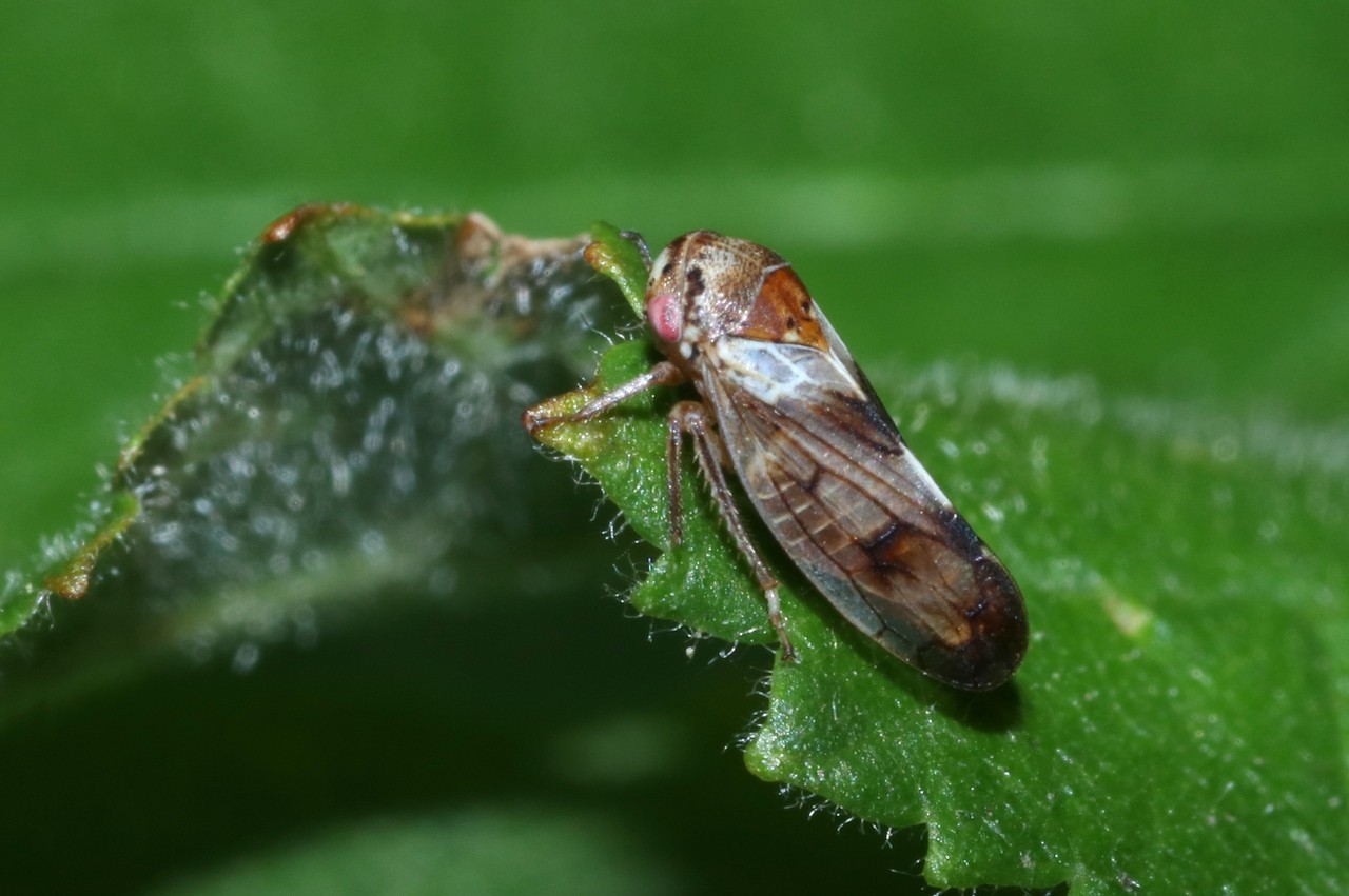 Oncopsis tristis (Zetterstedt, 1840) (mâle)