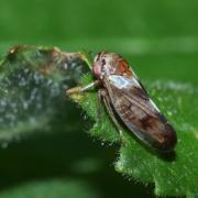 Oncopsis tristis (Zetterstedt, 1840) (mâle)