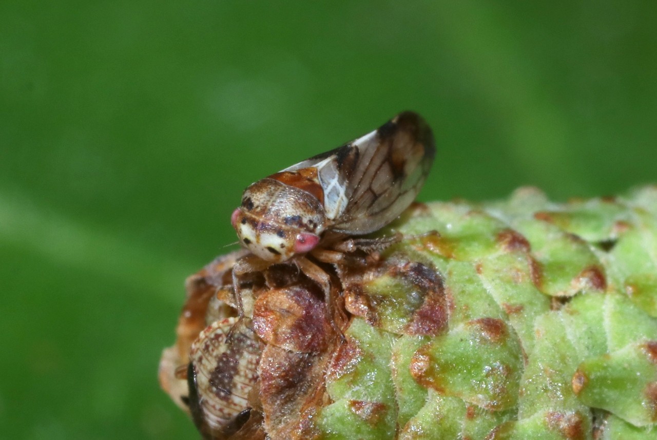 Oncopsis tristis (Zetterstedt, 1840) (mâle)