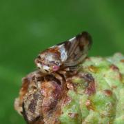 Oncopsis tristis (Zetterstedt, 1840) (mâle)