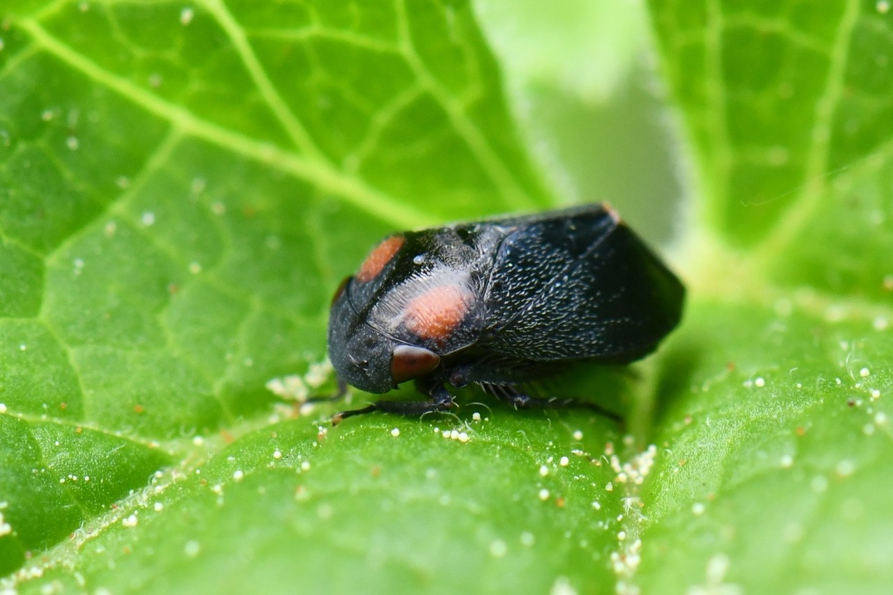 Penthimia nigra (Goeze, 1778)