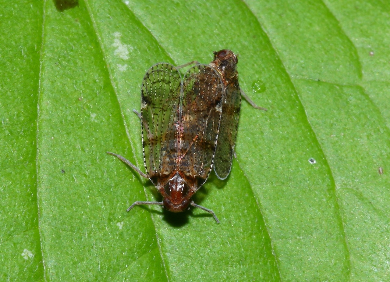 Cixius nervosus (Linnaeus, 1758) (accouplement)