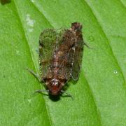 Cixius nervosus (Linnaeus, 1758) (accouplement)