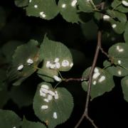 Pulvinaria hydrangeae Steinweden, 1946 - Cochenille de l'Hortensia