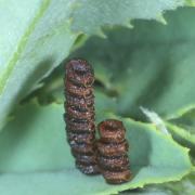 Ceraleptus gracilicornis (Herrich-Schäffer, 1835) (ponte)