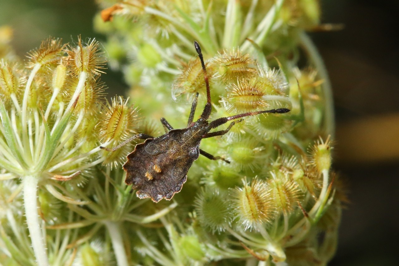 Enoplops scapha (Fabricius, 1794) - Corée bateau (larve)