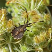 Enoplops scapha (Fabricius, 1794) - Corée bateau (larve)