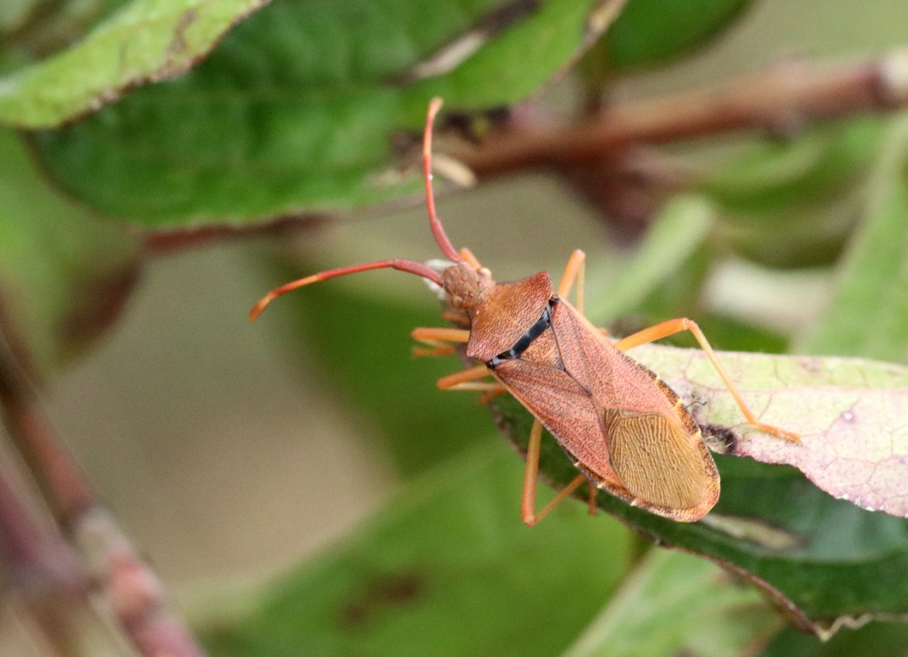 Gonocerus acuteangulatus (Goeze, 1778) - Gonocère du Buis