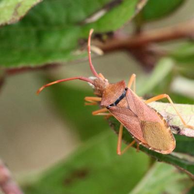 Gonocerus acuteangulatus (Goeze, 1778) - Gonocère du Buis