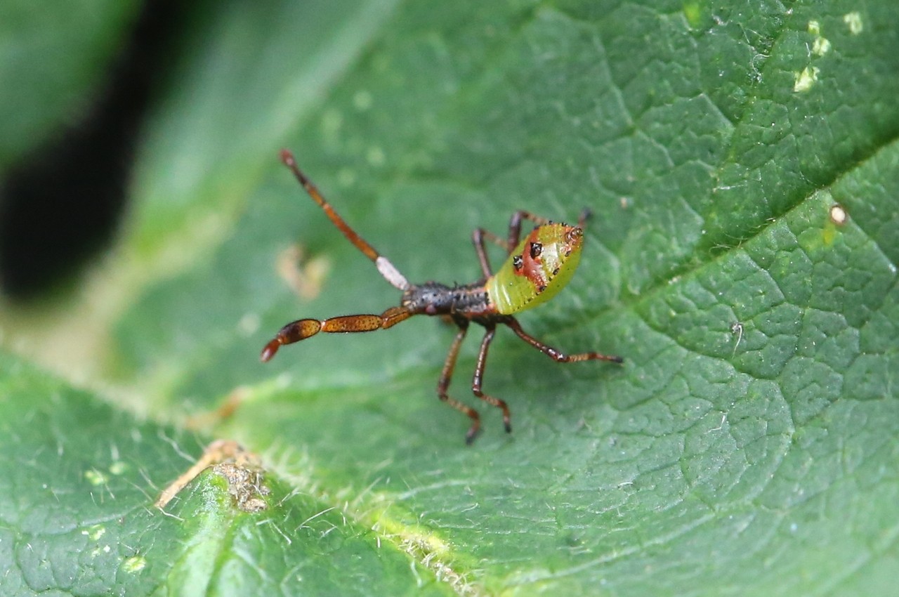 Gonocerus acuteangulatus (Goeze, 1778) - Gonocère du Buis (larve 1er stade)