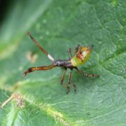 Gonocerus acuteangulatus (Goeze, 1778) - Gonocère du Buis (larve 1er stade)