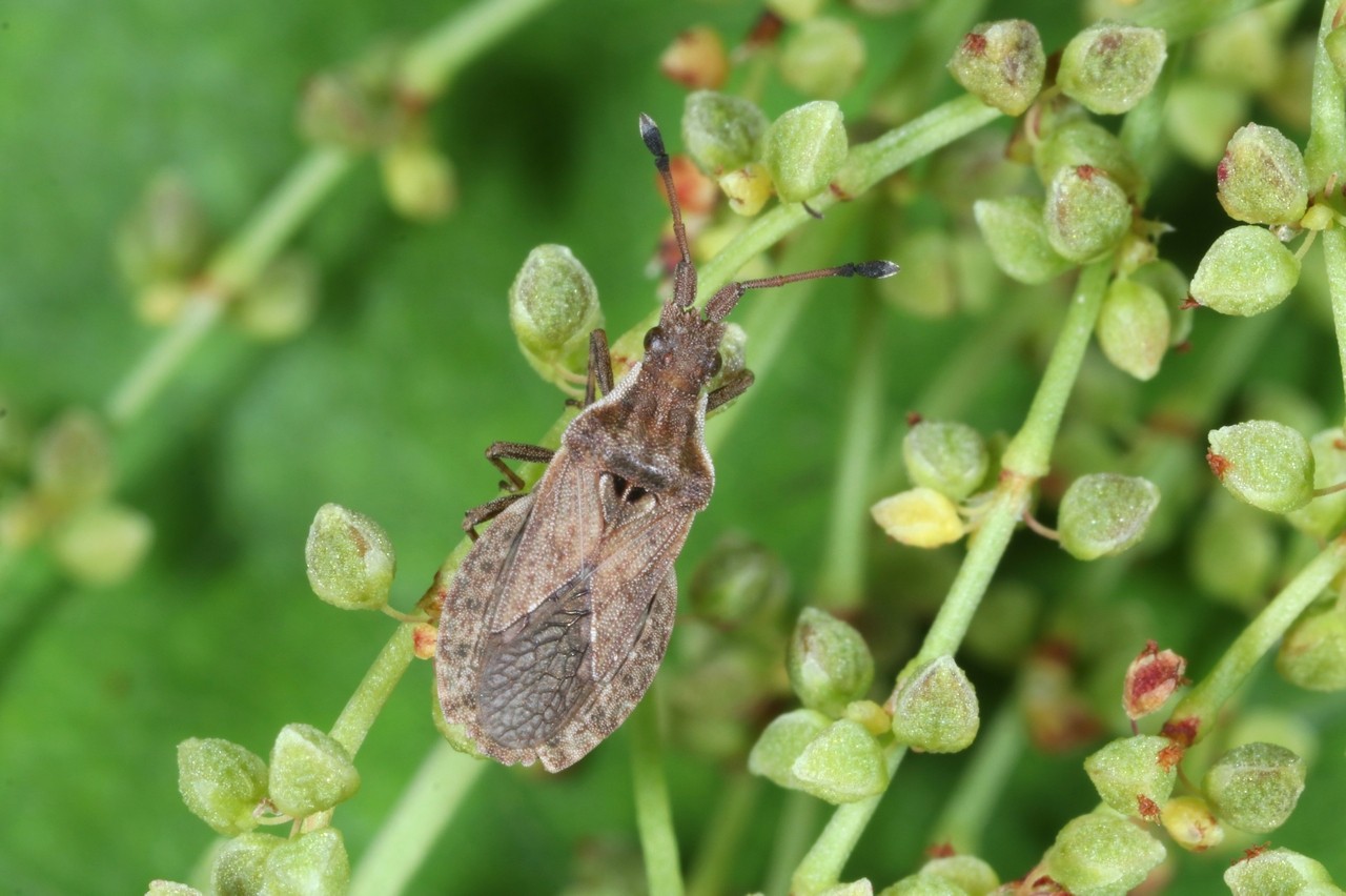 Spathocera dalmanii (Schilling, 1829)