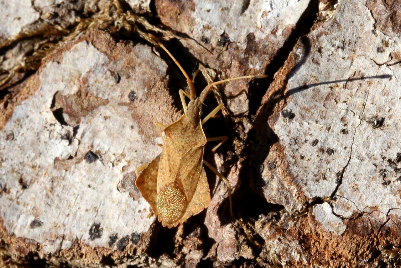 Syromastus rhombeus (Linnaeus, 1767) - Punaise rhomboïdale (femelle)