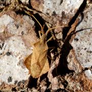 Syromastus rhombeus (Linnaeus, 1767) - Punaise rhomboïdale (femelle)