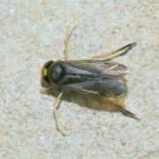 Callicorixa praeusta (Fieber, 1848) (mâle)