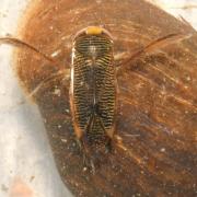 Hesperocorixa sahlbergi (Fieber, 1848)