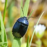 Canthophorus impressus (Horvath, 1881) (femelle)