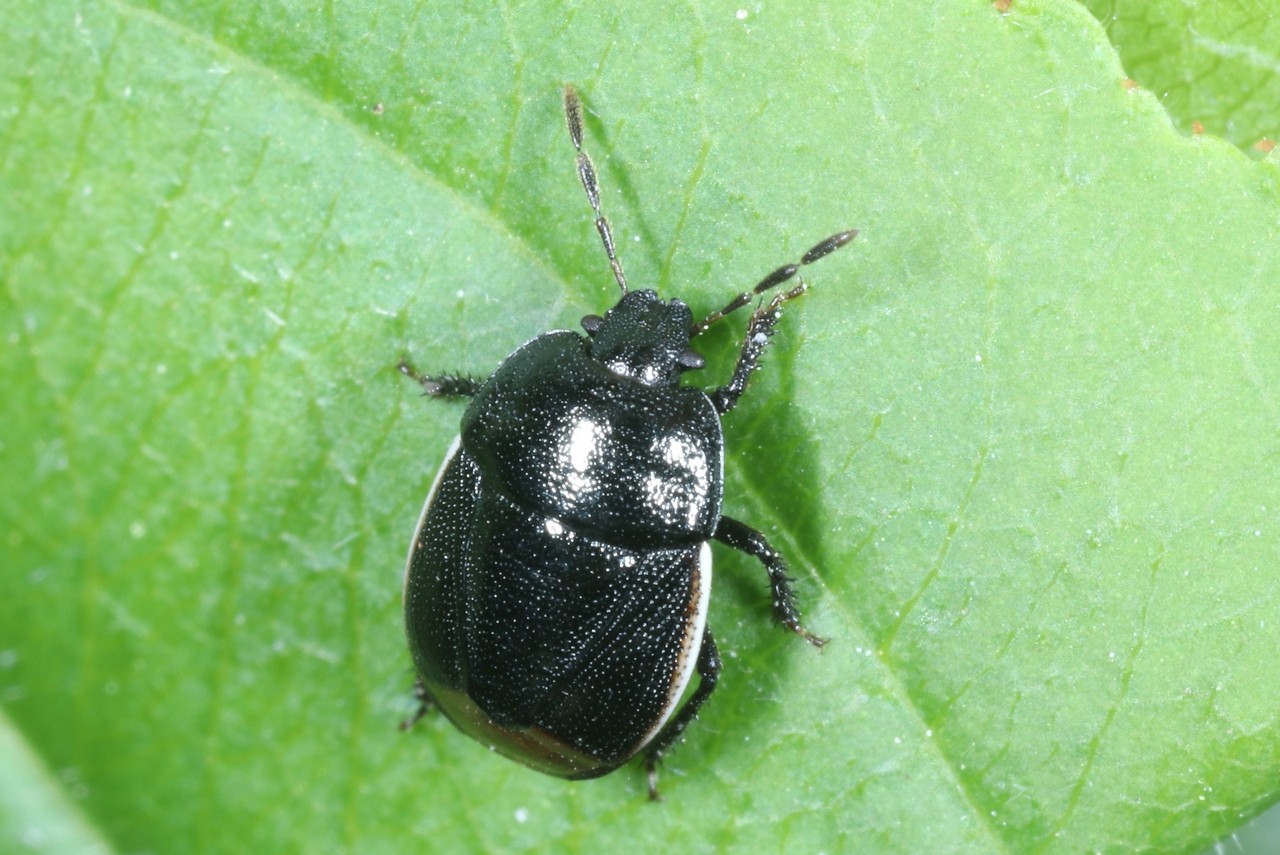 Legnotus limbosus (Geoffroy, 1785) - Punaise noire à bordure blanche